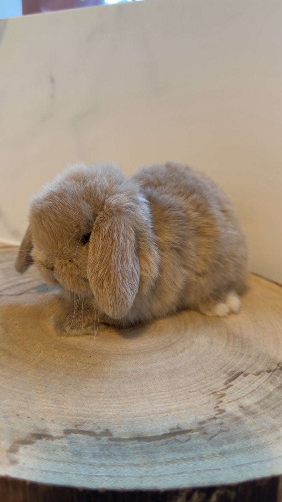 Lieve minilop ram, Mâle, Nain, Oreilles tombantes, 0 à 2 ans