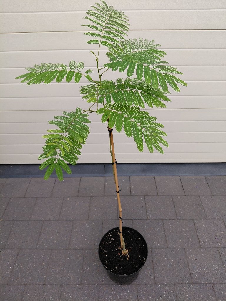 Albizia Julibressin, Tuin en Terras, Planten | Bomen, Ophalen