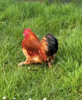 Cochin haantje (gratis), Dieren en Toebehoren, Mannelijk, Kip