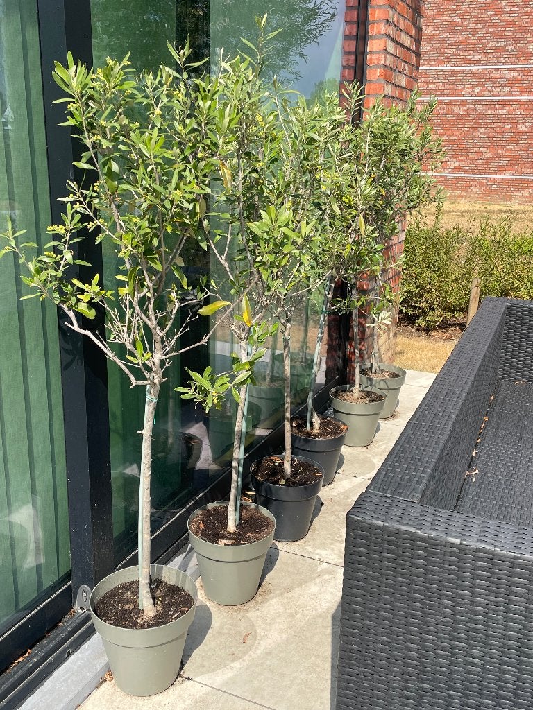 olijfboompjes inclusief pot, Tuin en Terras, Planten | Bomen, Ophalen