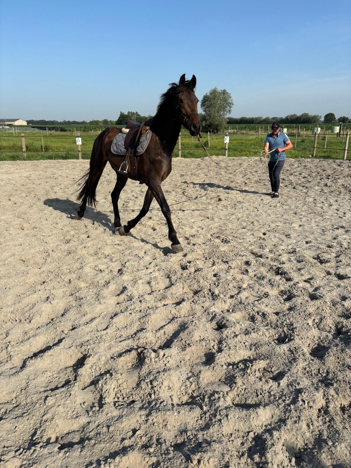 3 jaarse bwp ruin, Dieren en Toebehoren, Paarden, Ruin, Zadelmak, 165 tot 170 cm, 3 tot 6 jaar, Dressuurpaard, Met stamboom, Gechipt