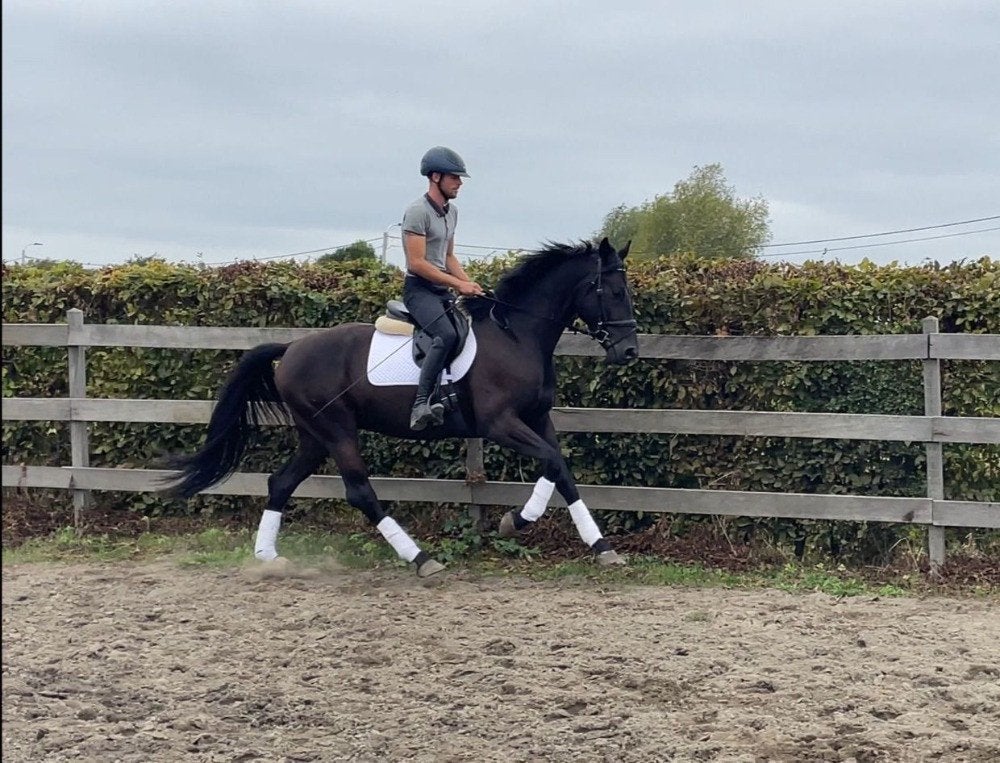 Prachtige 5j Total hope x Sandro Hit, Dieren en Toebehoren, Paarden, Met stamboom, Ruin, Dressuurpaard, Zadelmak