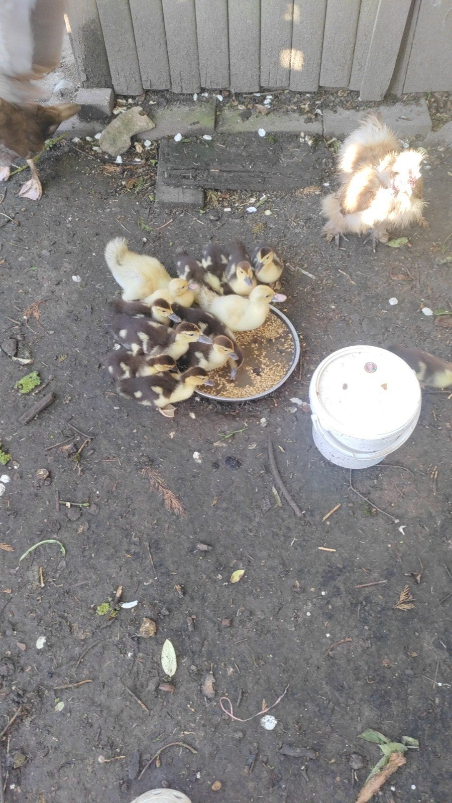 Barberie eendjes, Dieren en Toebehoren