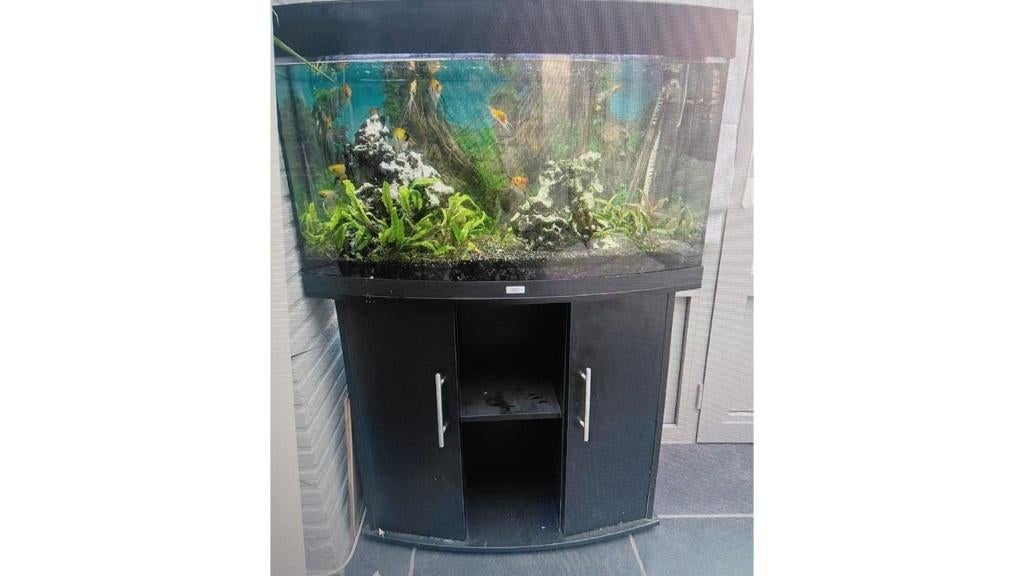 aquarium te koop voor een spotprijs, Animaux & Accessoires, Poissons | Aquariums & Accessoires, Comme neuf, Aquarium d'eau douce rempli