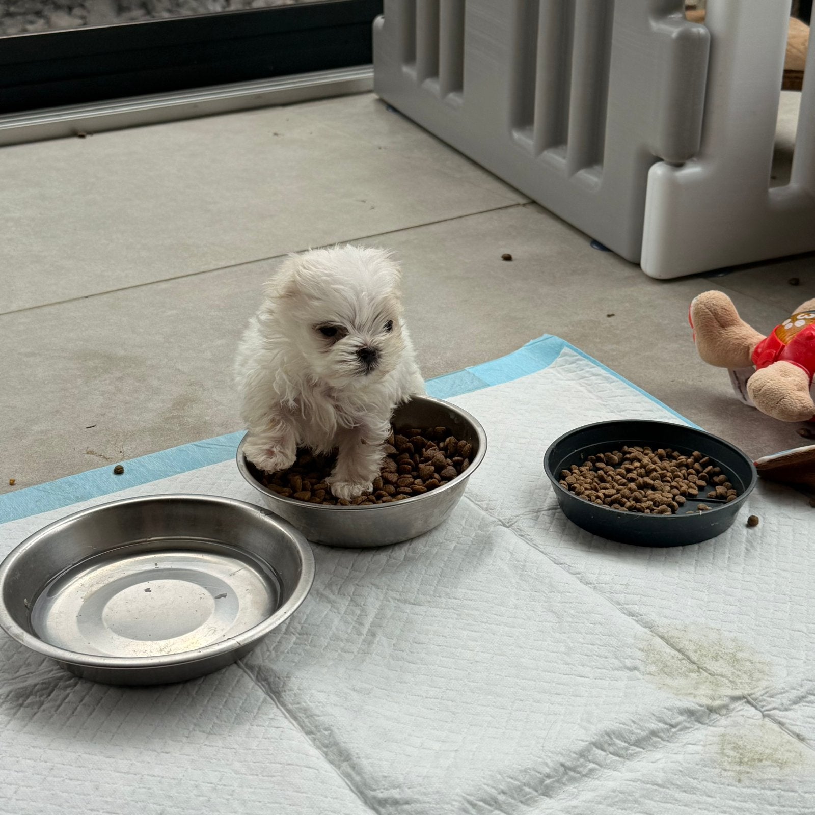 Maltezer mini pupjes, België, Maltezer, Reu, CDV (hondenziekte)