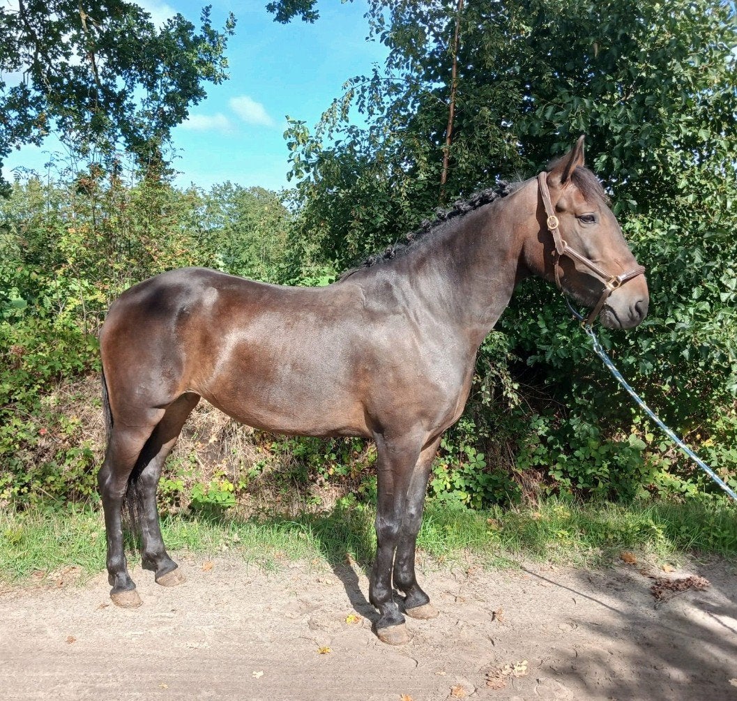 6 jarige merrie, Dieren en Toebehoren, Merrie, E pony (1.48m - 1.57m), Recreatiepony, 3 tot 6 jaar