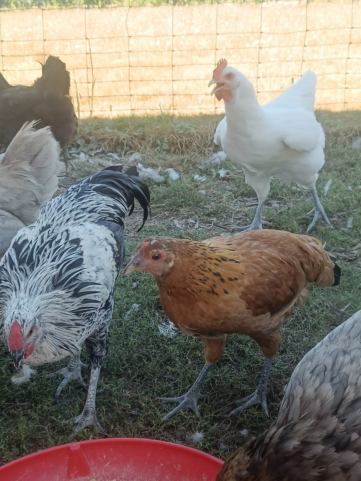 mooie jonge rosse hen