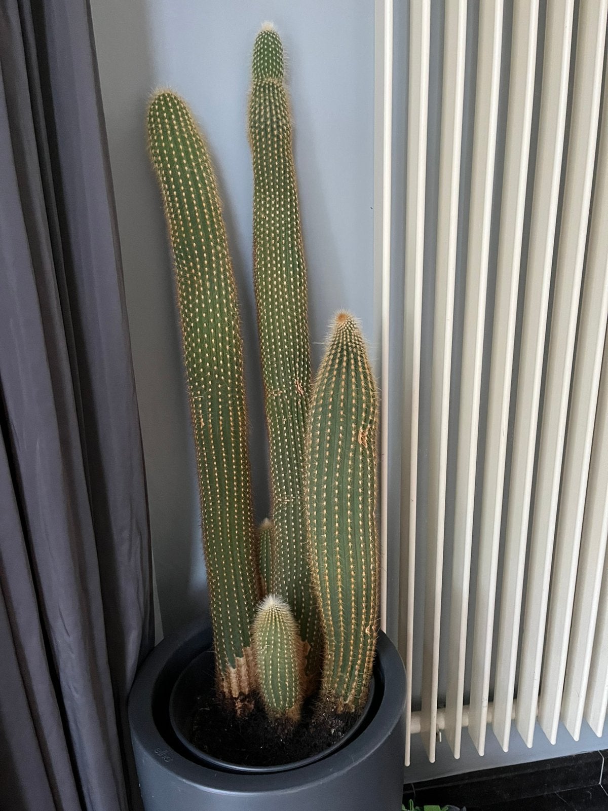 Grote cactus, Ophalen, Cactus