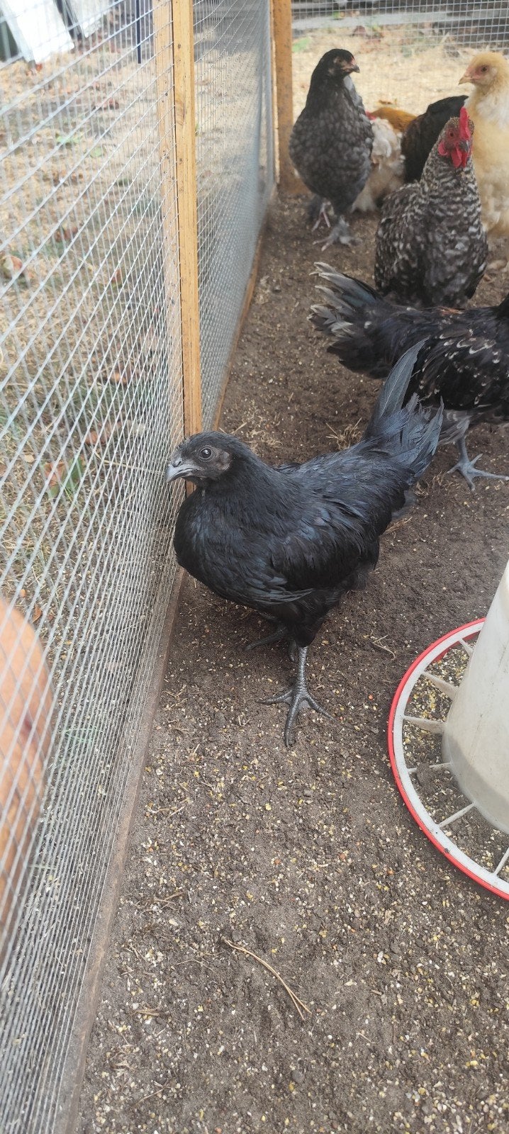Ayam Cemani hennen 24 weken oud, Dieren en Toebehoren, Meerdere dieren, Kip