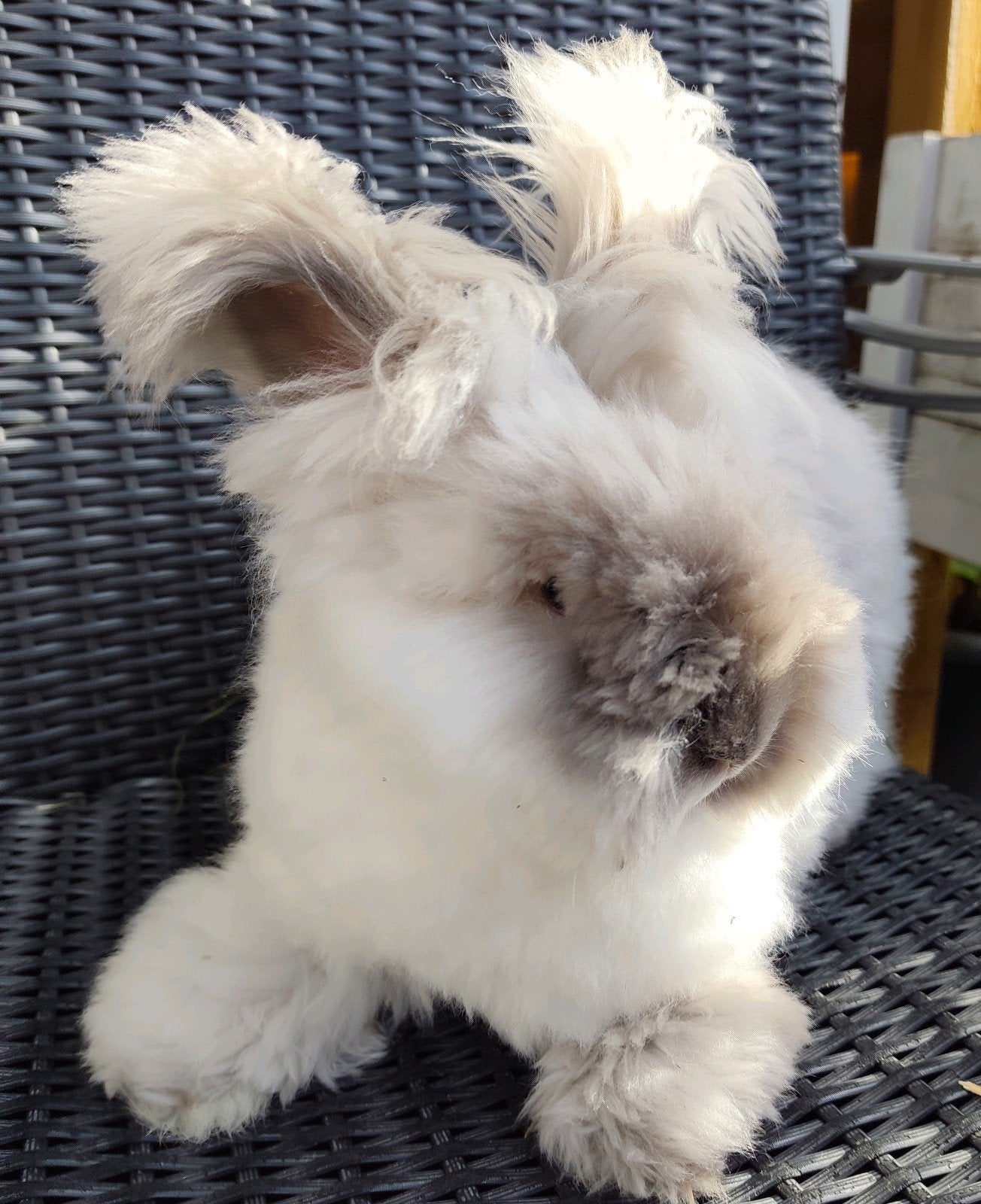 Blue Rhöne max full face ras zuivere voedster Engelse Angora