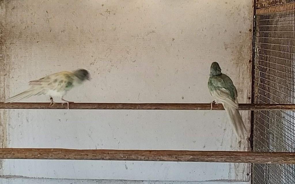 Kwkoppel blauwgezoomd( bont) kakariki, Parkiet, Geringd