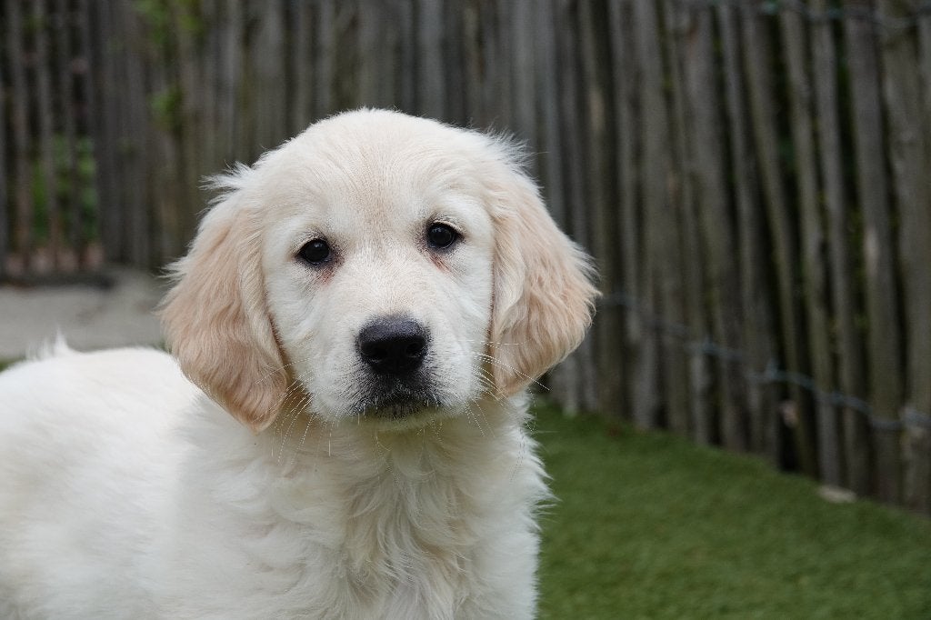 Beaux chiots Golden Retriever blonds/dorés, avec pedigree, Golden retriever, Plusieurs, Hépatite contagieuse (maladie de Rubarth)