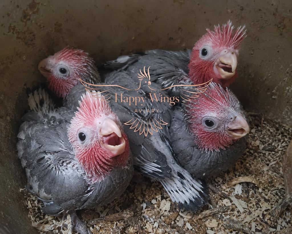 MAGNIFIQUES jeunes cacatoès roses, Animaux & Accessoires, Oiseaux | Perruches & Perroquets, Perroquet, Sexe inconnu, Parleur, Domestique