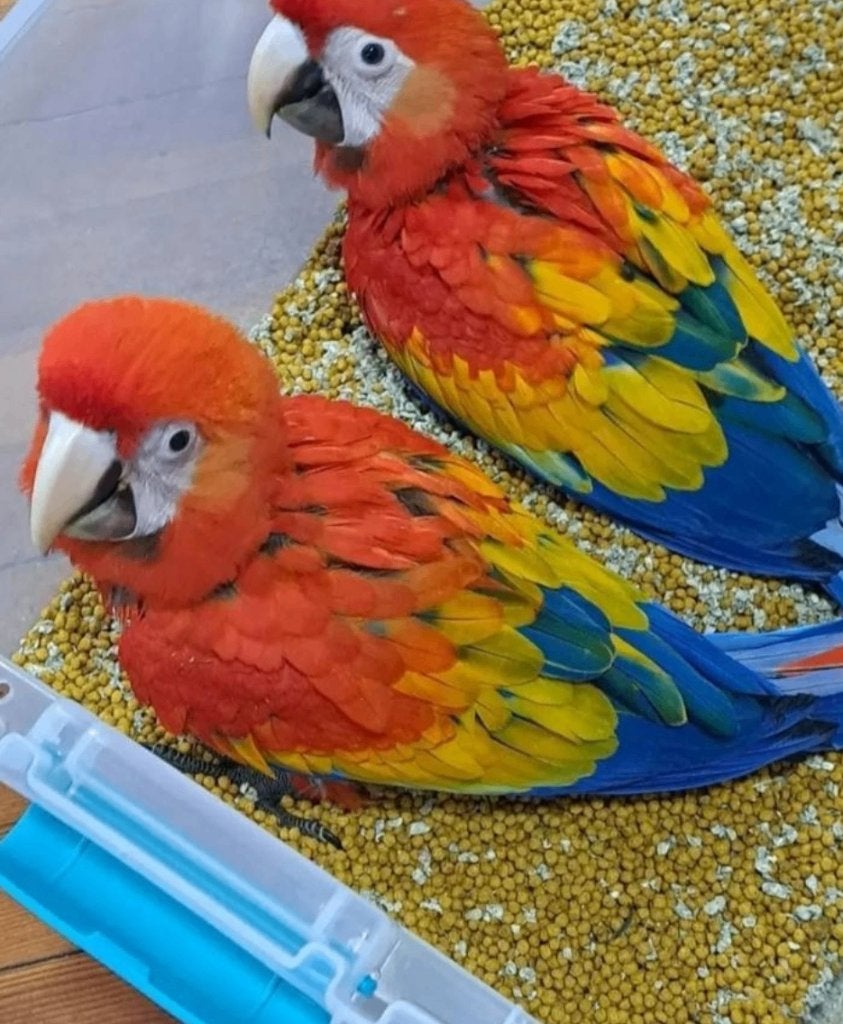 Gezocht: baby Geelvleugel ara, Dieren en Toebehoren, Vogels | Parkieten en Papegaaien