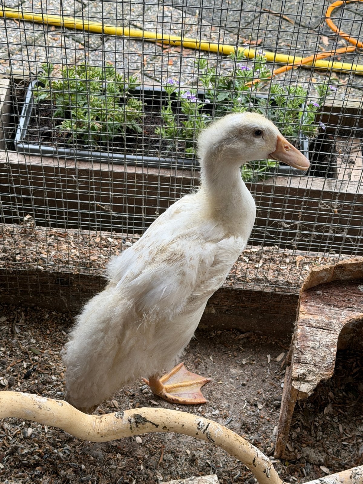 Loopeendje, Dieren en Toebehoren, Pluimvee
