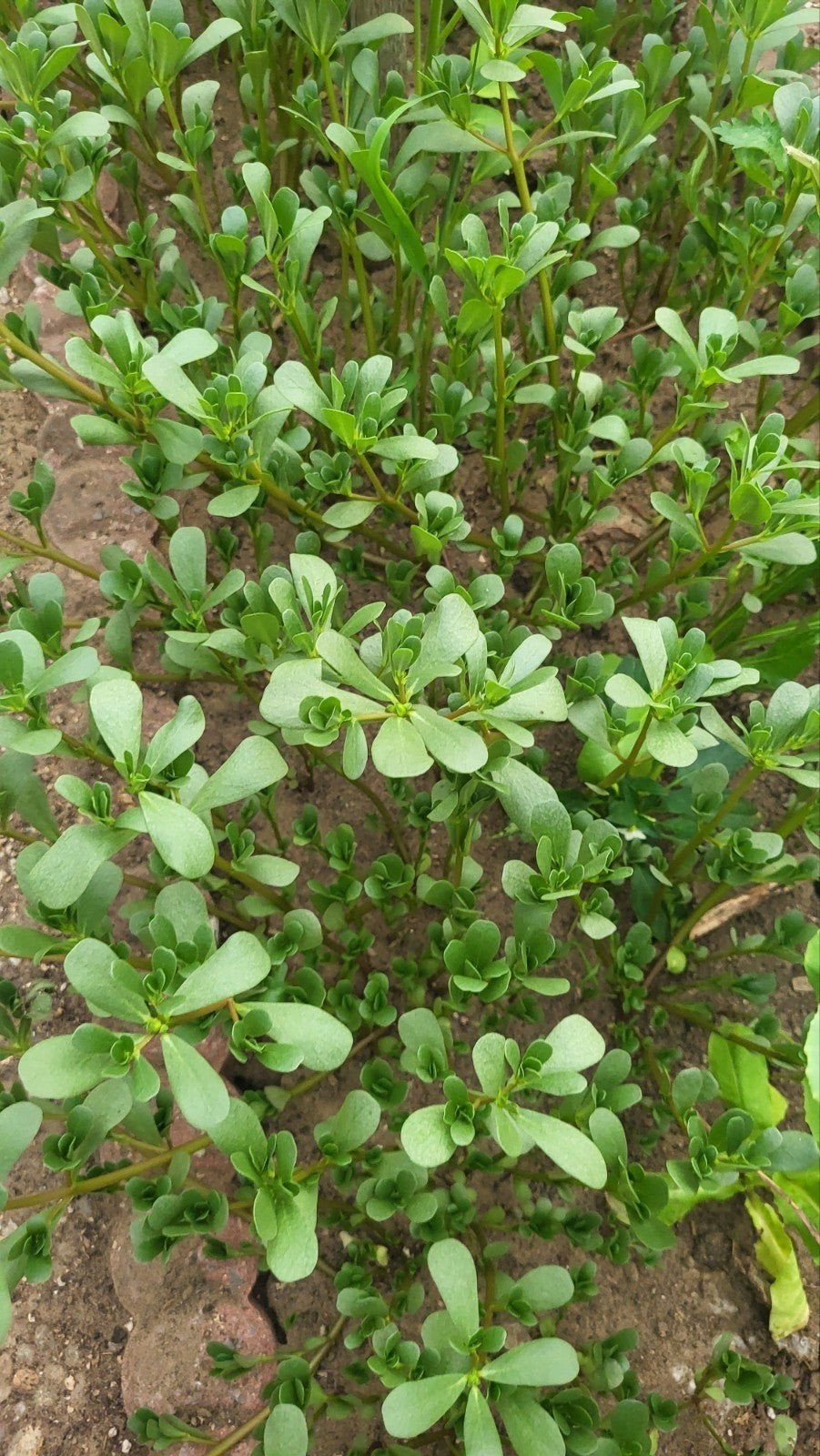Pourpier biologique au kilo pour 5 euros. Demi-sel biologiqu, Jardin & Terrasse, Enlèvement