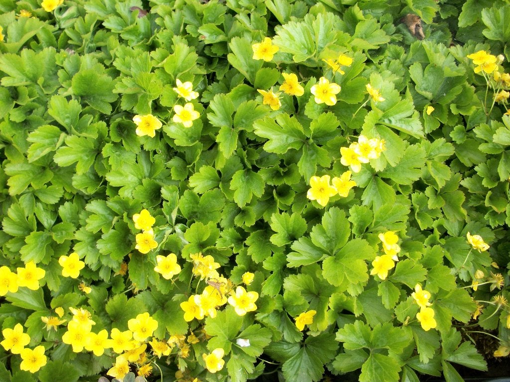 Vaste planten, struiken, bomen van hobbykweek, Tuin en Terras, Ophalen, Vaste plant, Overige soorten, Halfschaduw