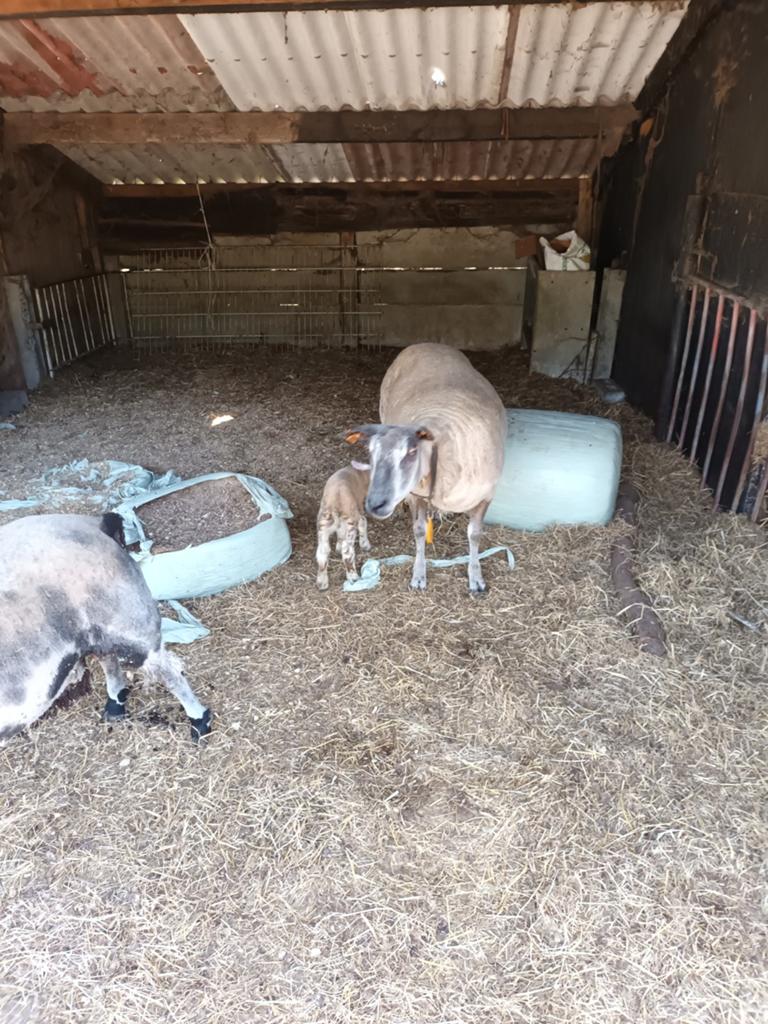 Ooi met ooilam te koop, Dieren en Toebehoren, Schapen, Geiten en Varkens