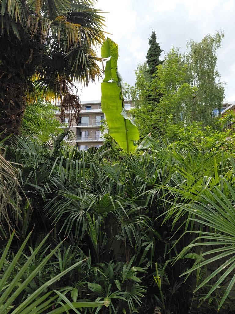 Bananeboom musa basjoo, Tuin en Terras, Ophalen