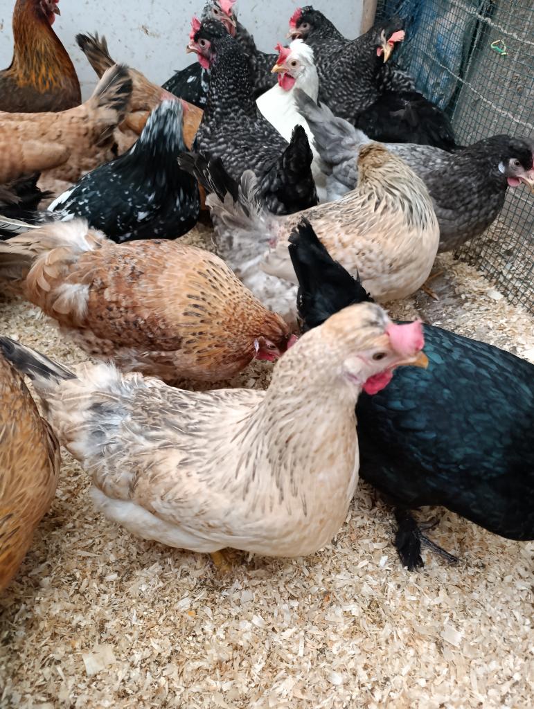 kleurleggers marans ,araucana , cream legbar 4+1gratis, Vrouwelijk, Kip