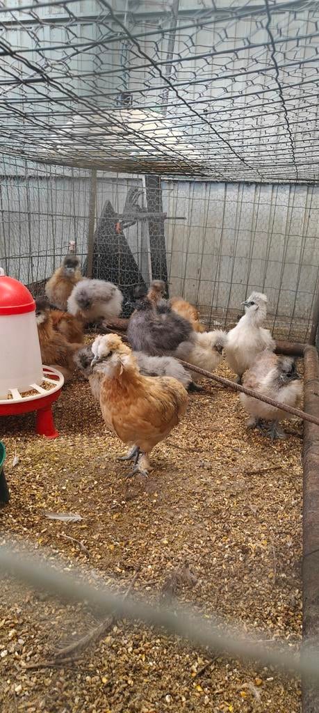 Zijdehoen kuikens, Dieren en Toebehoren, Geslacht onbekend, Kip