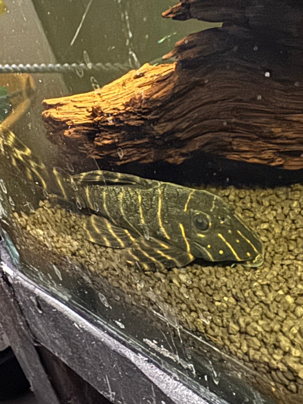 Kweekgroep l204 pleco