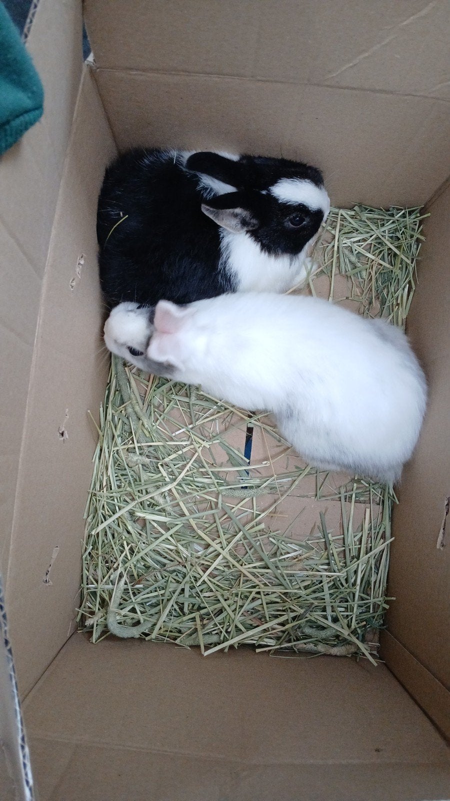 Moeder konijn met 2 jongen  15 per stuk of 40 voor 3, Dieren en Toebehoren, Konijnen