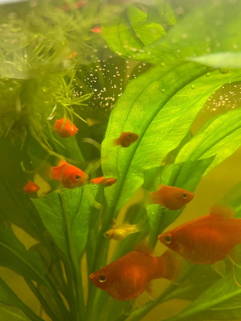 5 Platy's -Xiphophorus maculatus, Vis, Zoetwatervis, Schoolvis