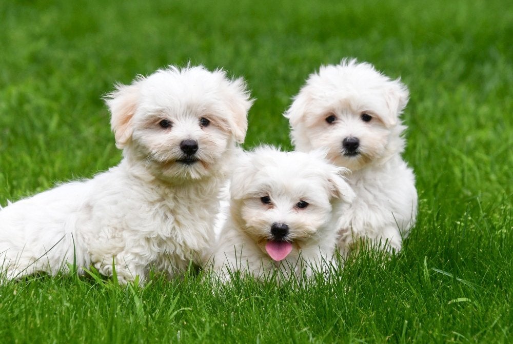 Chiots Bichon maltais à vendre