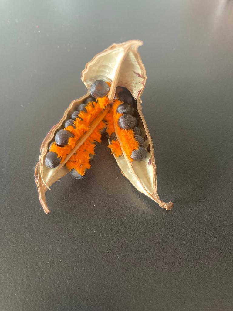 Strelitzia reginae zaden 20st/5euro, Enlèvement, Printemps, Plein soleil, Graine