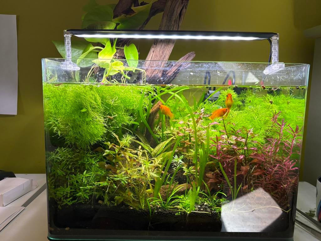 Dennerle Nano Tank | 35L | 40 x 32 x 28 CM, Dieren en Toebehoren, Ophalen, Dennerle, Zo goed als nieuw, Verwarming