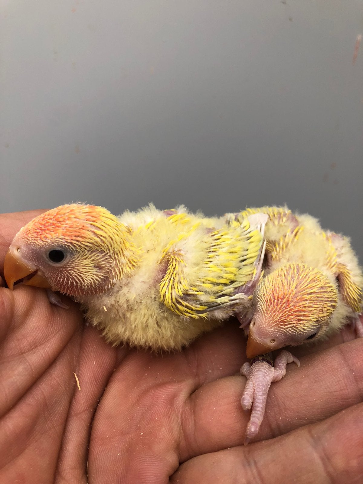 Baby dwerg papagaai, Dieren en Toebehoren