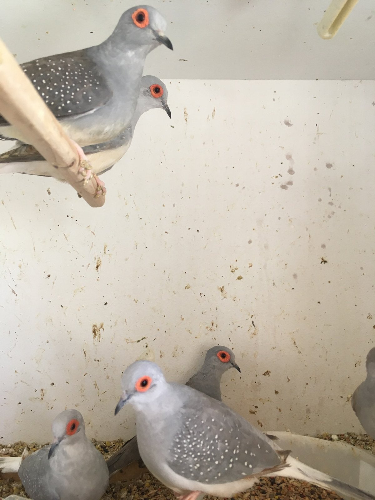 MOOIE KWEEKRIJPE WINTERHARDE DIAMANTDUIFJES 15 EURO/KOPPEL, Plusieurs animaux, Autres espèces