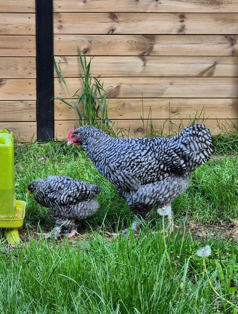 Mechelse Koekoek Haantjes, Dieren en Toebehoren, Pluimvee, Mannelijk, Kip