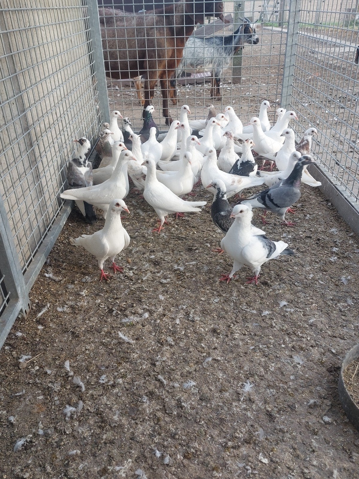 Lot duiven., Dieren en Toebehoren, Meerdere dieren, Overige soorten