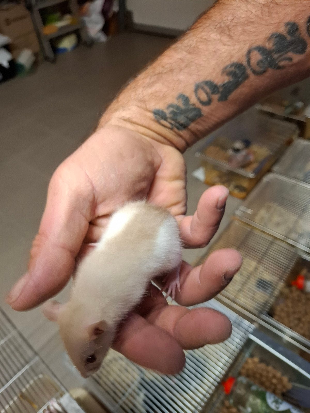 Ratjes, Animaux & Accessoires, Rongeurs, Mai, Plusieurs animaux, Rat