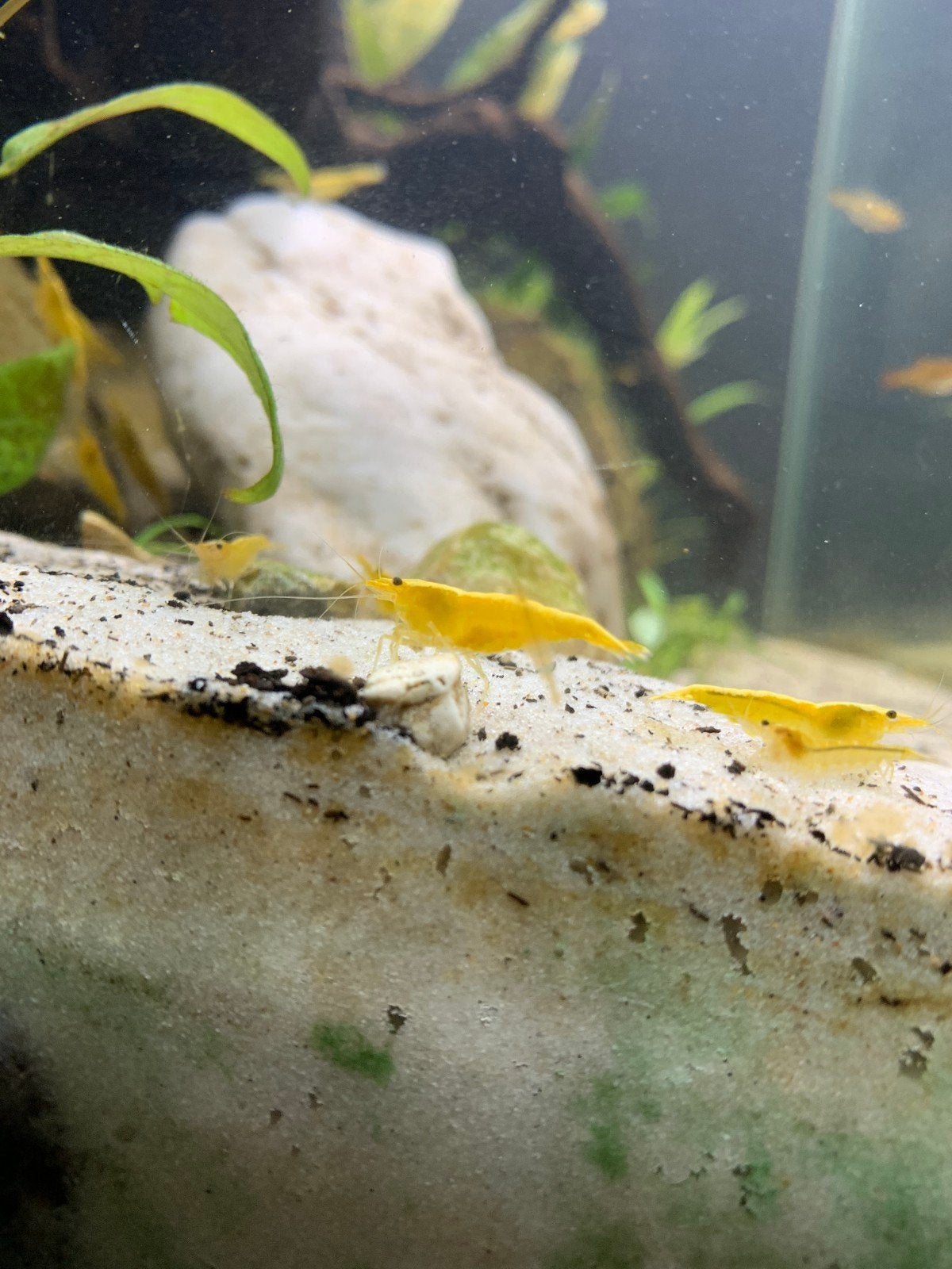 Neocaridina garnaaltjes geel en wildkleur