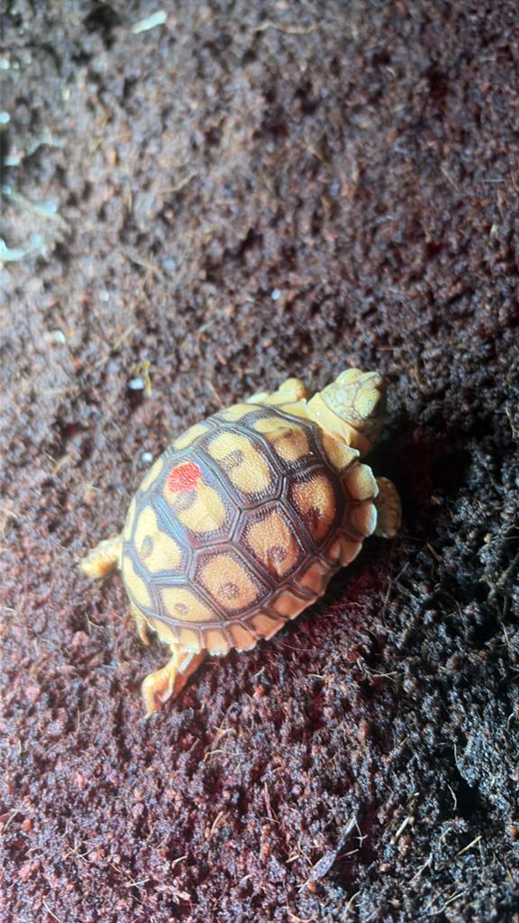 Tortue sulcata hybride paradallis somalica, Animaux & Accessoires, Enlèvement