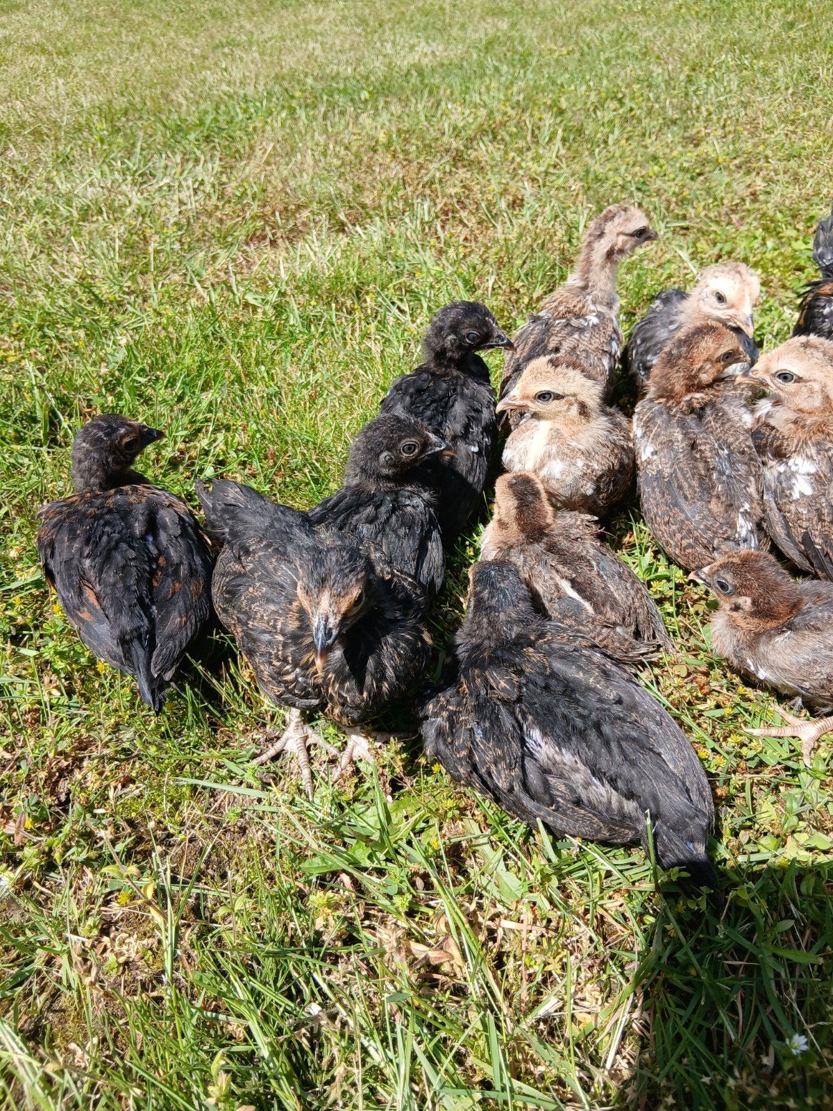 Kuikens geboren op 16/05, Animaux & Accessoires, Volatiles, Poule ou poulet, Plusieurs animaux