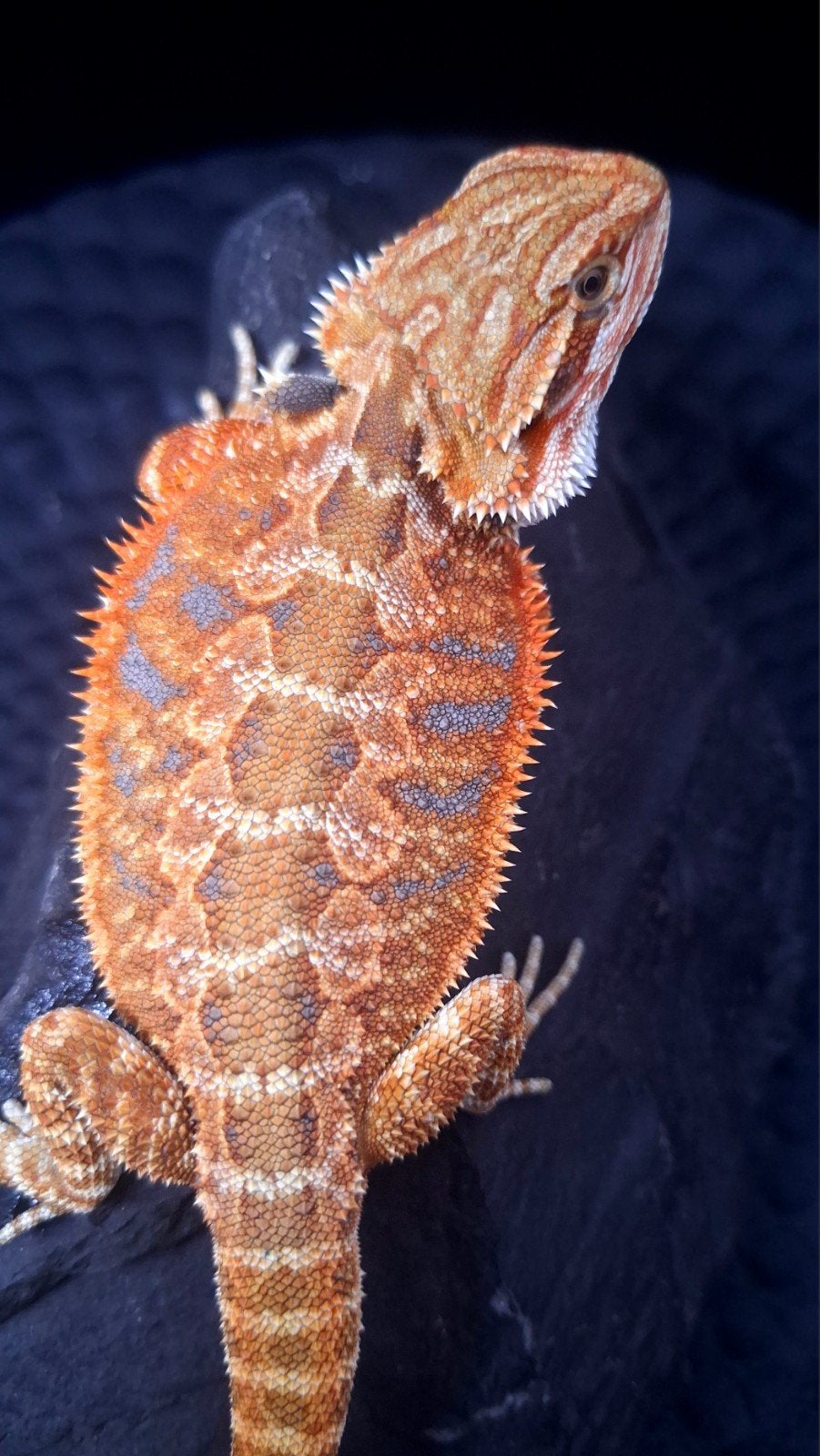 WeekendDeal !! 50% Red Monster Triple het Baardagaam, Dieren en Toebehoren, Hagedis, 0 tot 2 jaar