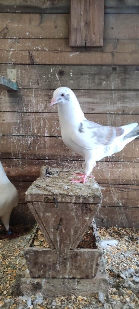 Jonge duif., Dieren en Toebehoren