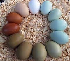 crème legbar azur et olive les moins chers de Belgique, Femelle, Poule ou poulet
