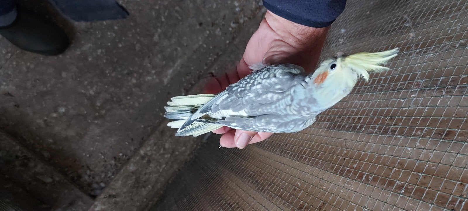 valkparkiet, Dieren en Toebehoren, Geslacht onbekend, Tam