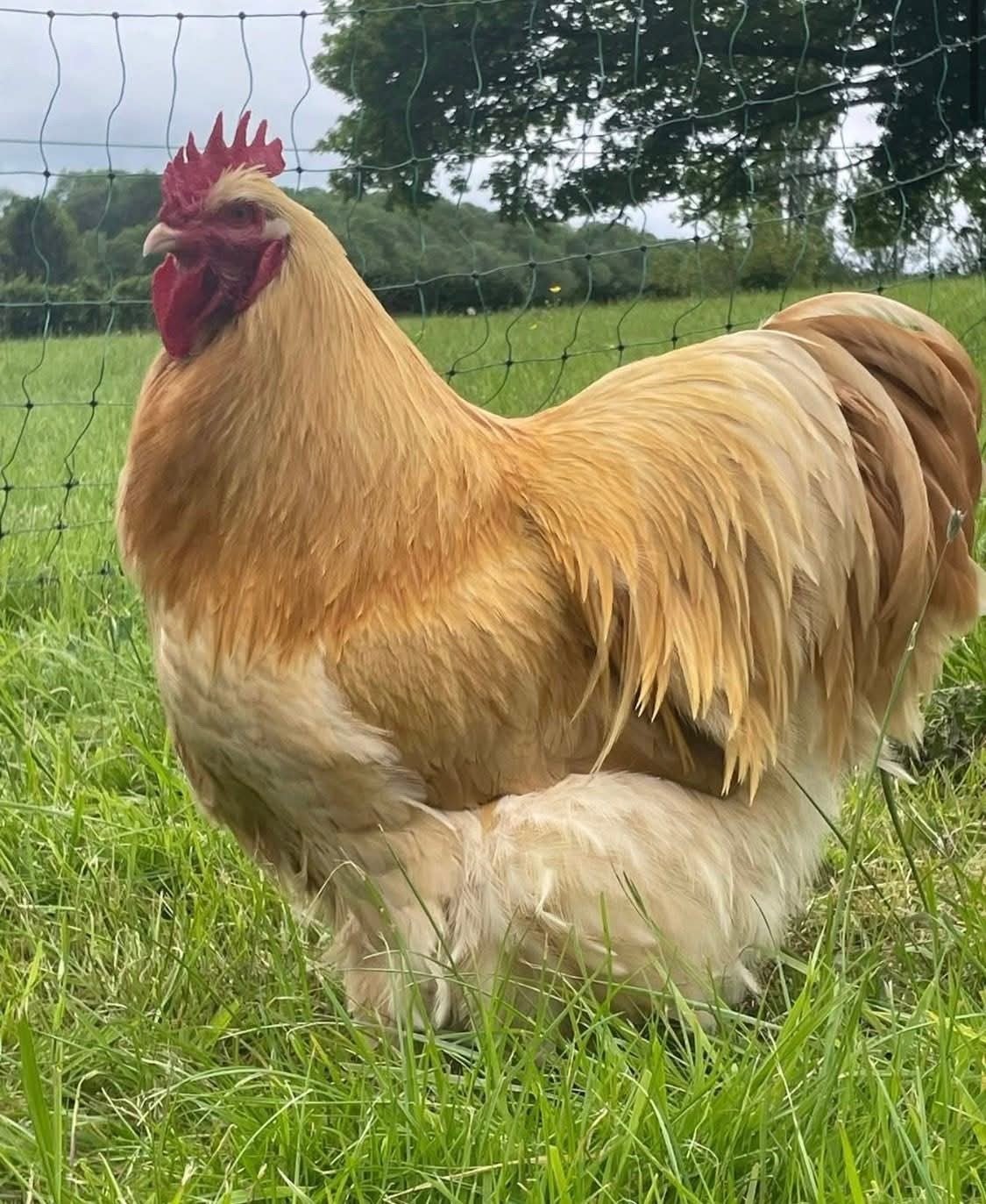 Broedeieren van Orpington Buff Duitse bloedlijnen, Dieren en Toebehoren