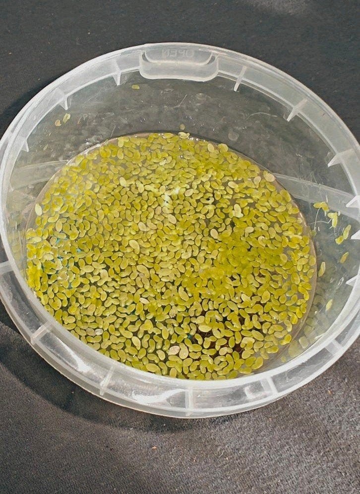 Lemna Minor Eendenkroos aquarium plant, Ophalen