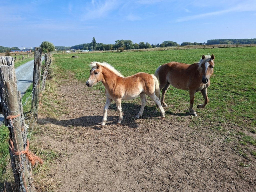 haflinger, Dieren en Toebehoren, Minder dan 160 cm, Met stamboom, 0 tot 2 jaar, Hengst