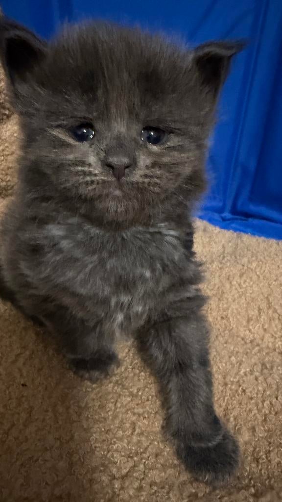 Prachtige Maine Coon kittens, Geslacht onbekend, Gechipt, 0 tot 2 jaar