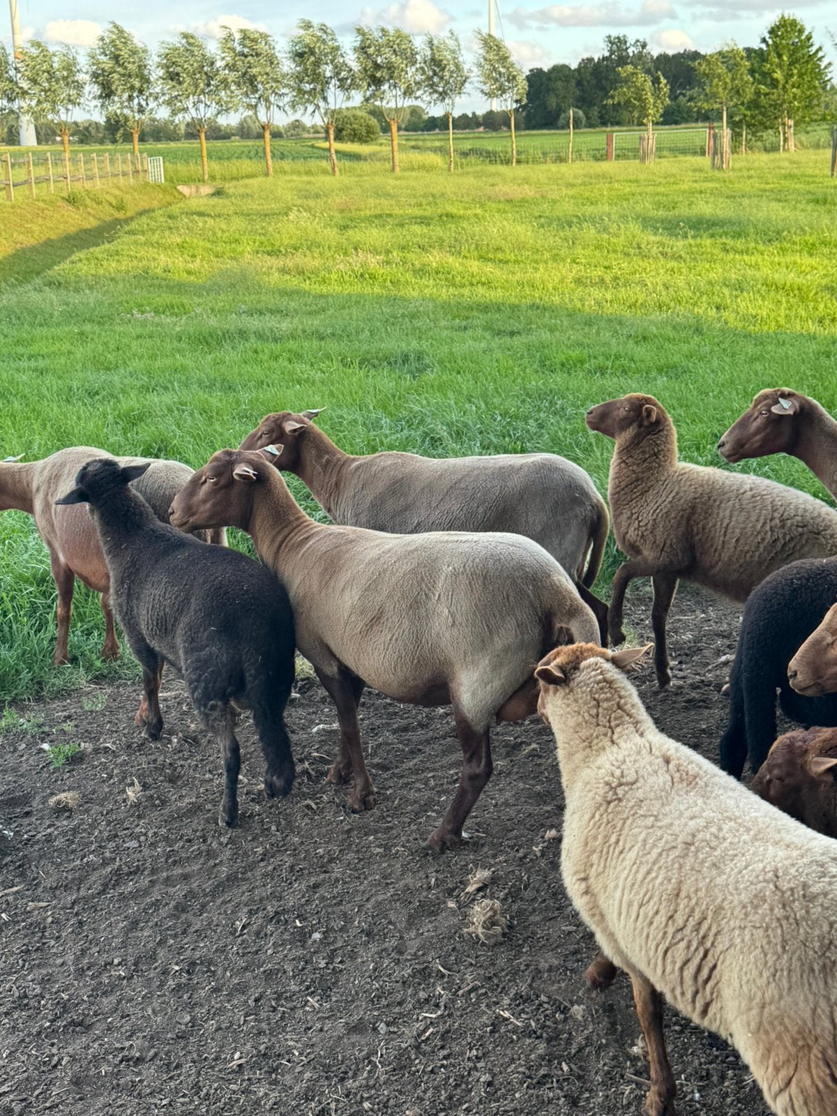 4 jeunes cuisiniers Boskop en bonne santé, Animaux & Accessoires, Moutons, Chèvres & Cochons
