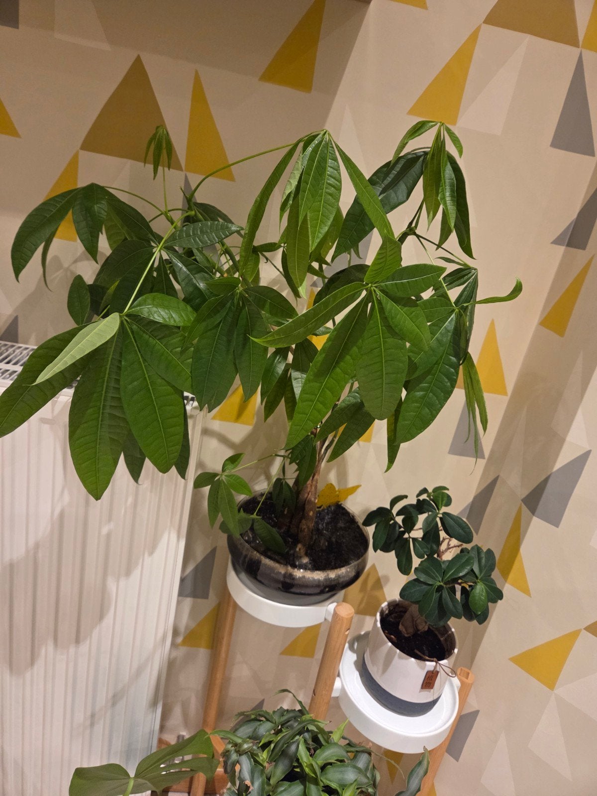 Pachira Aquatica Grand Format + Pot en verre - Déco Urba, Ophalen