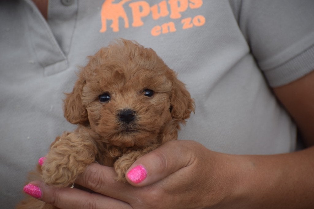 Les chiots caniches restent petits, de toutes les couleurs, Caniche, Plusieurs, Belgique, Plusieurs animaux